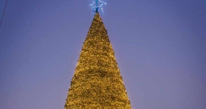 Los campos de pinos llegan a Tierra Tropical para celebrar el “Christmas Farm”