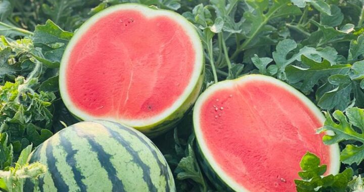 RD marca un hito en la agricultura con semillas de sandía de alto rendimiento
