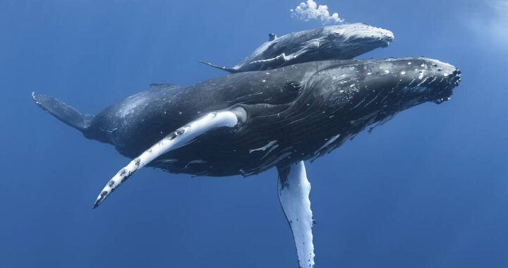 Llega oficialmente la temporada de avistamiento de ballenas jorobadas 2026